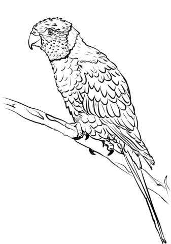 Rainbow Lorikeet Coloring Page